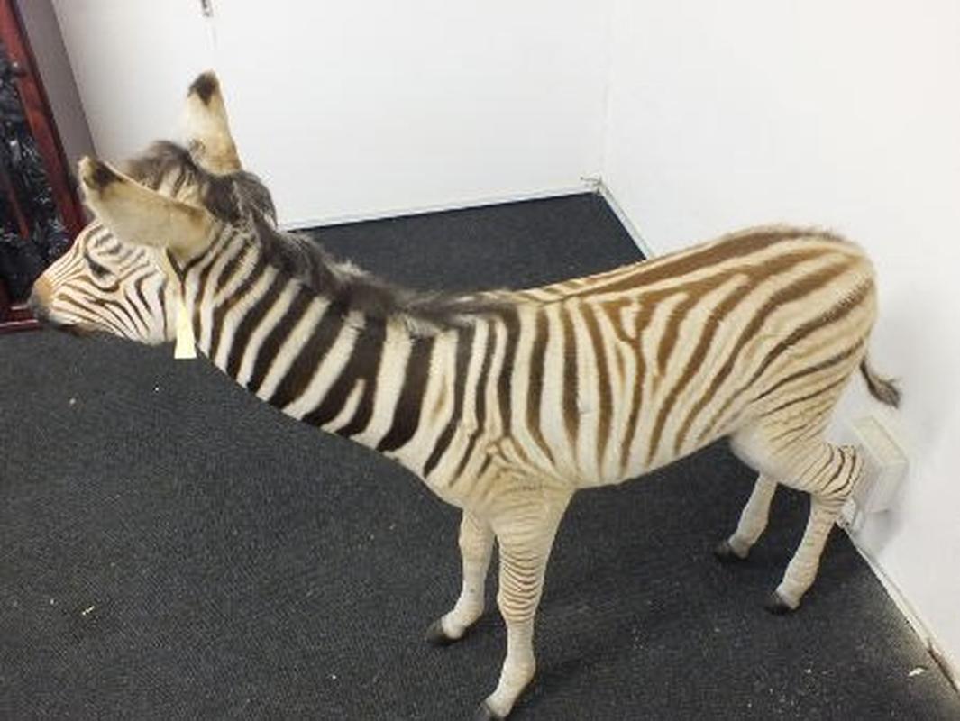 Baby Zebra Full Mount For Sale A8 - Image 6