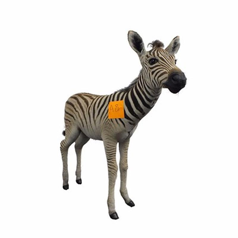 Baby Zebra Full Mount For Sale A8