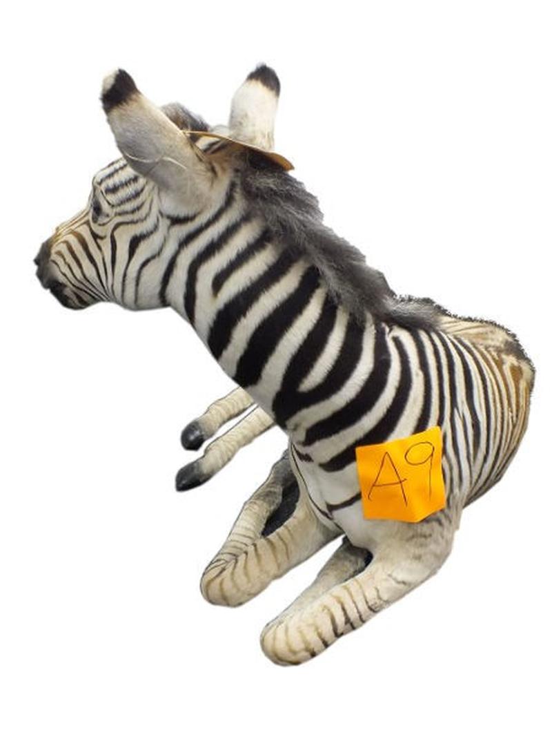 Baby Zebra Full Mount For Sale A9 - Image 2