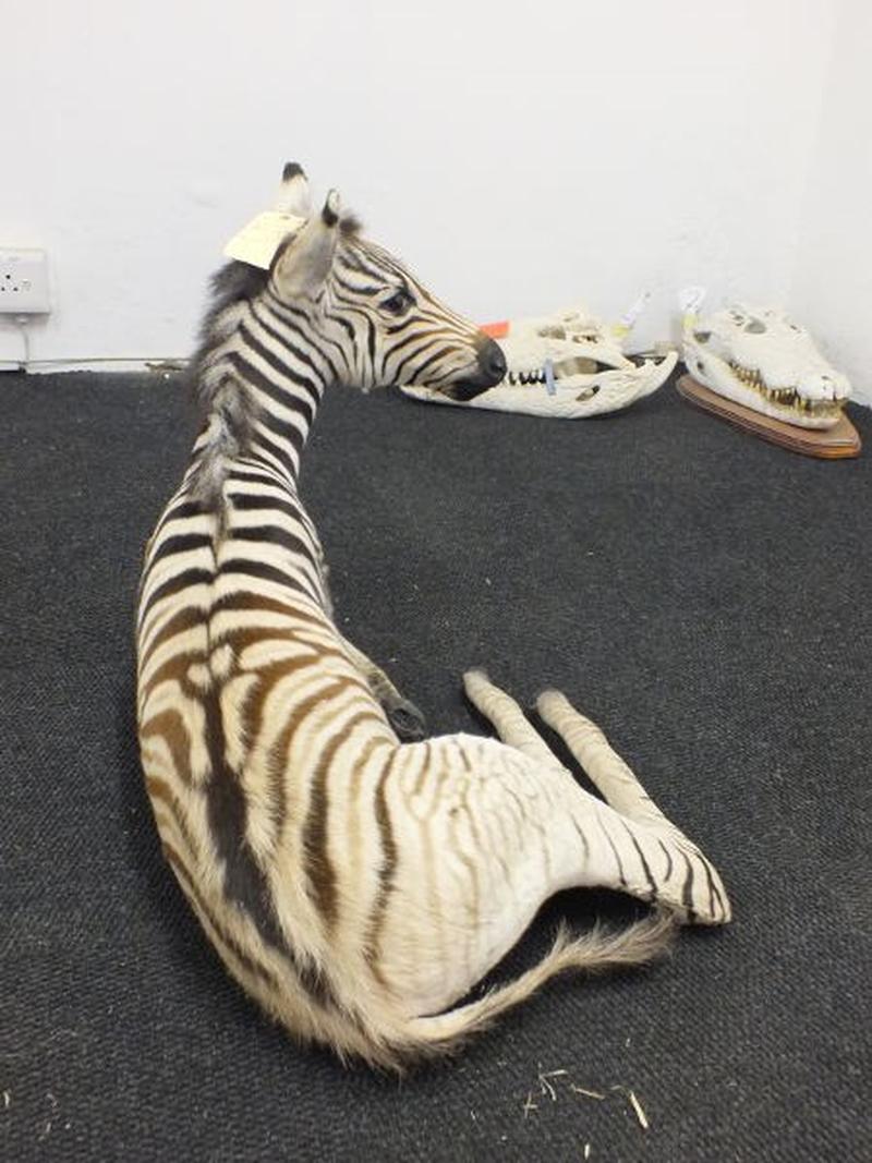 Baby Zebra Full Mount For Sale A9 - Image 3