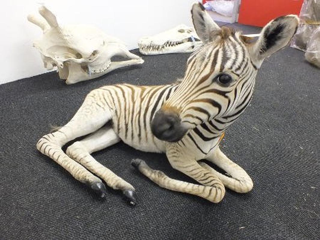 Baby Zebra Full Mount For Sale A9 - Image 4