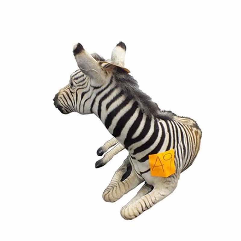 Baby Zebra Full Mount For Sale A9
