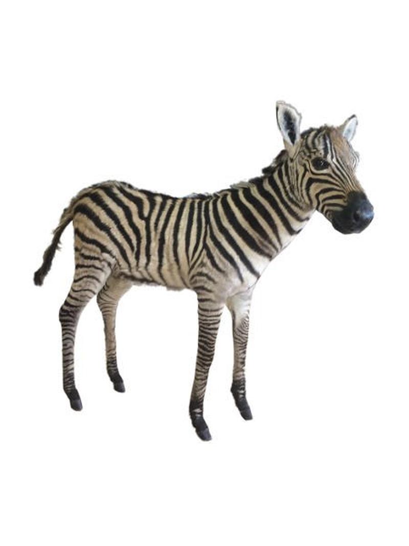 Baby Zebra Full Mount For Sale #zbr01 - Image 2
