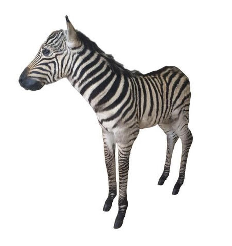 Baby Zebra Full Mount For Sale #zbr01 - Image 3