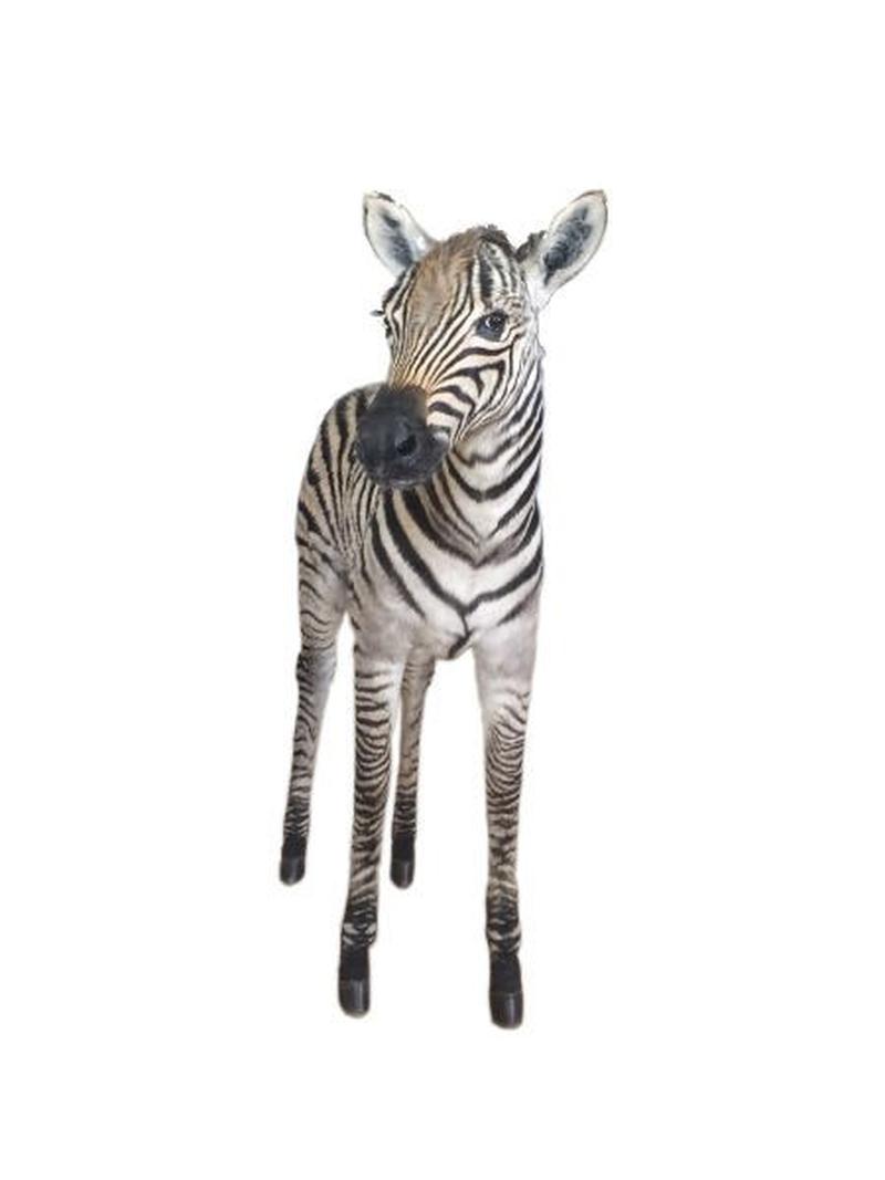 Baby Zebra Full Mount For Sale #zbr01 - Image 4