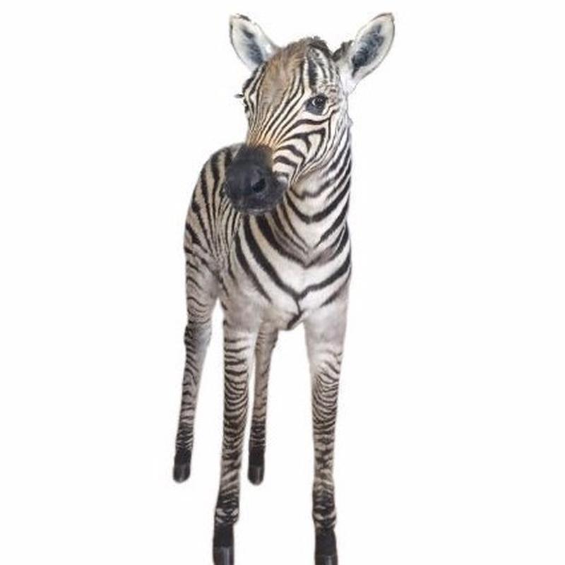 Baby Zebra Full Mount For Sale #zbr01