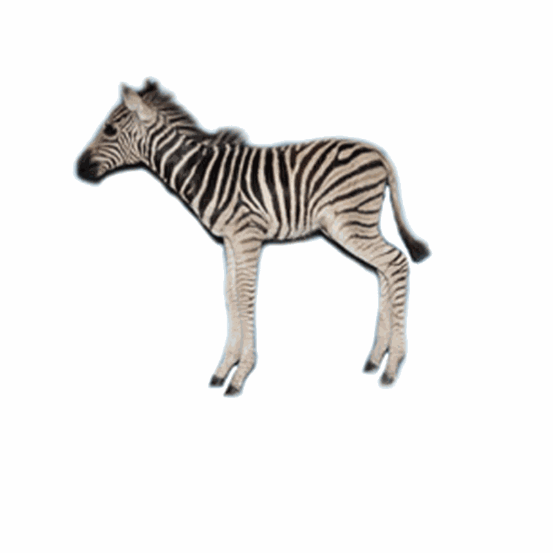 Baby Zebra Full Mount ZB11A - Image 2