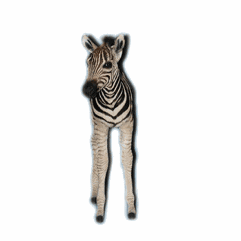 Baby Zebra Full Mount ZB11A - Image 3