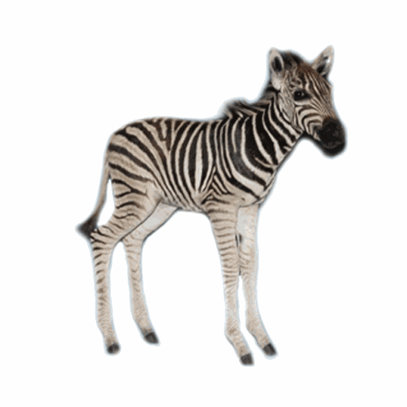 Baby Zebra Full Mount ZB11A