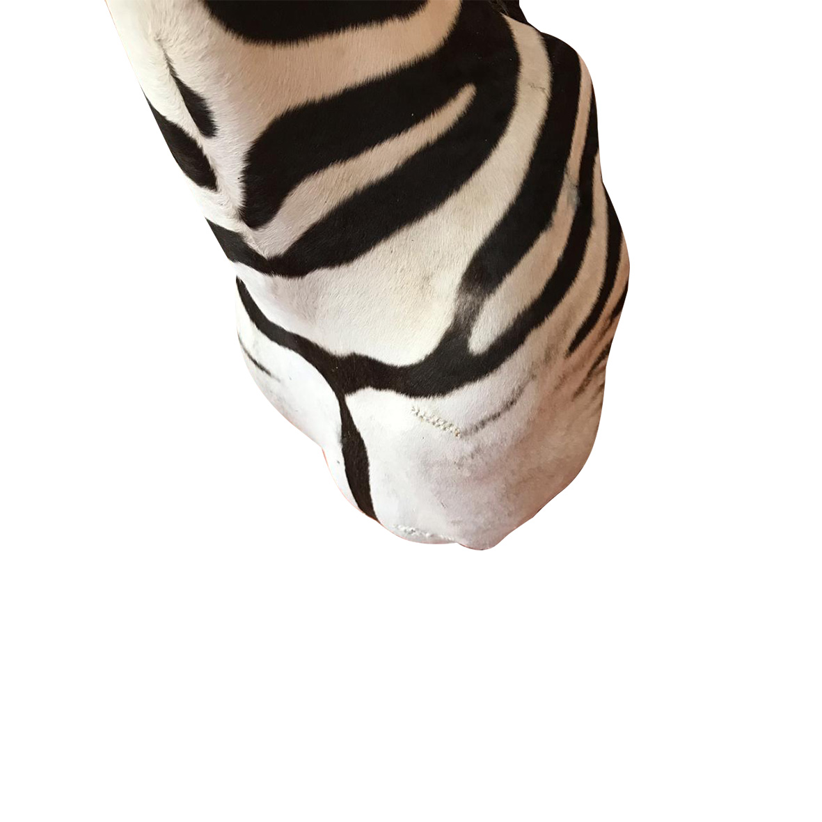 Baby Zebra Shoulder Mount BZSM1 - Image 2
