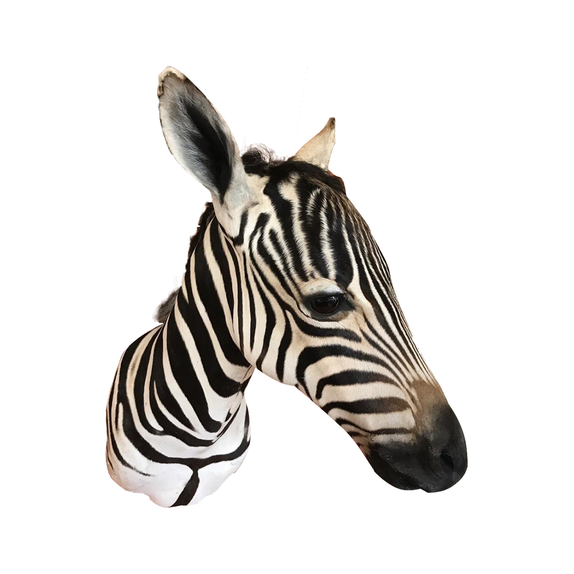 Baby Zebra Shoulder Mount BZSM1
