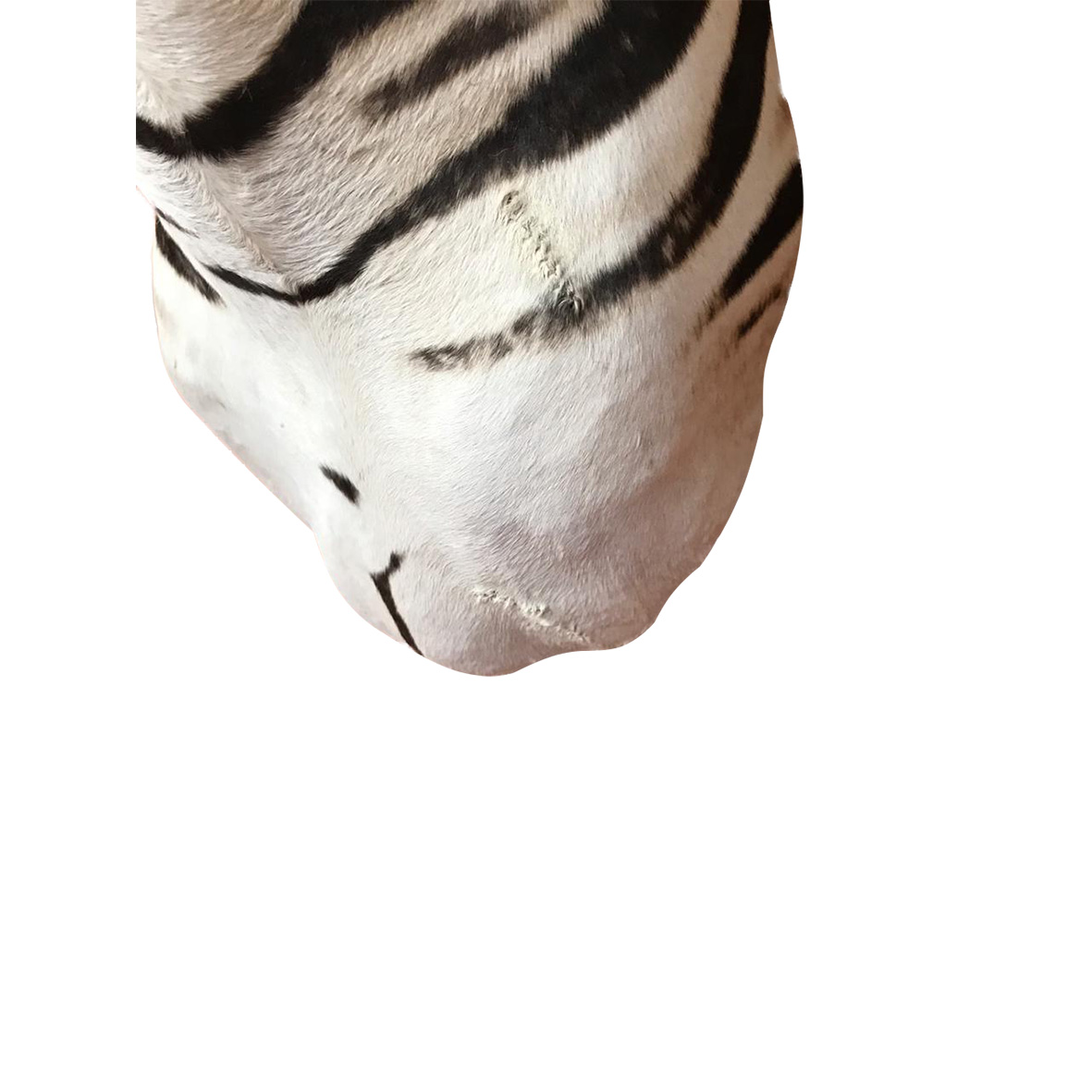 Baby Zebra Shoulder Mount BZSM2 - Image 2
