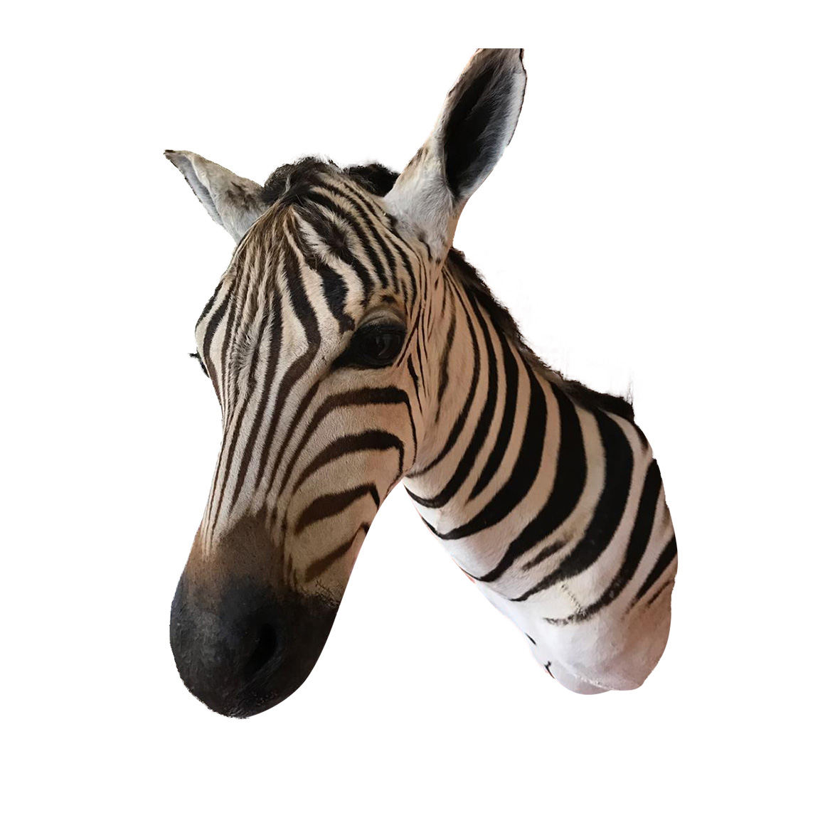 Baby Zebra Shoulder Mount BZSM2 - Image 3