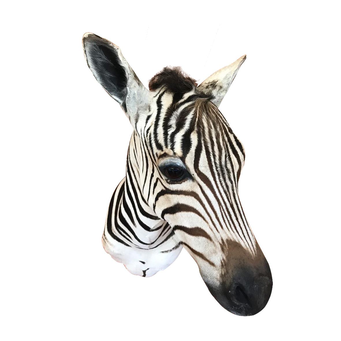 Baby Zebra Shoulder Mount BZSM2 - Image 4