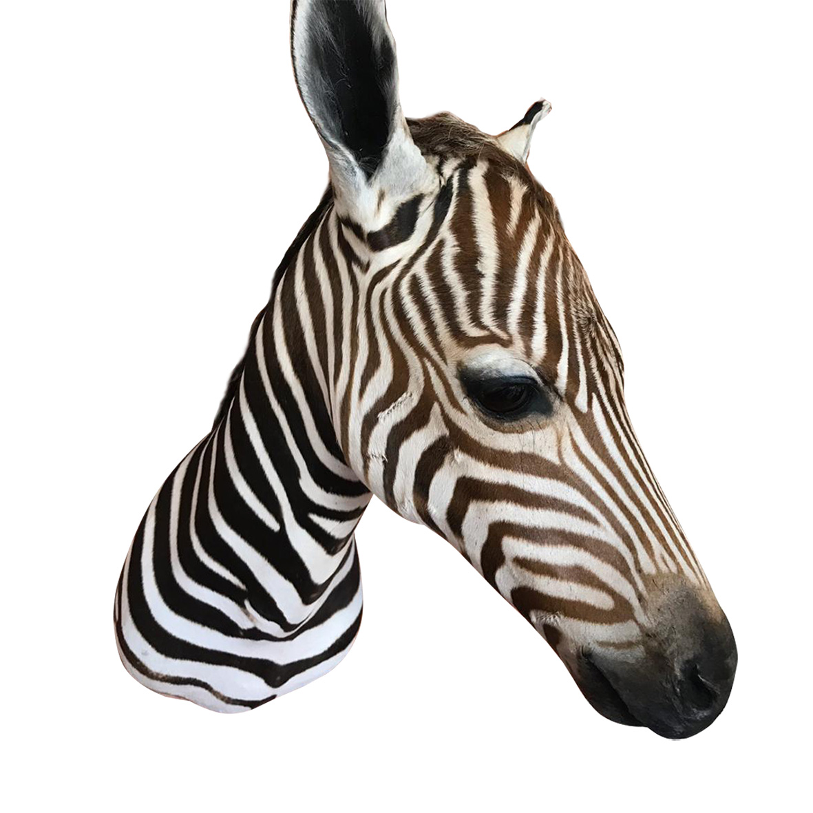 Baby Zebra Shoulder Mount BZSM3 - Image 2