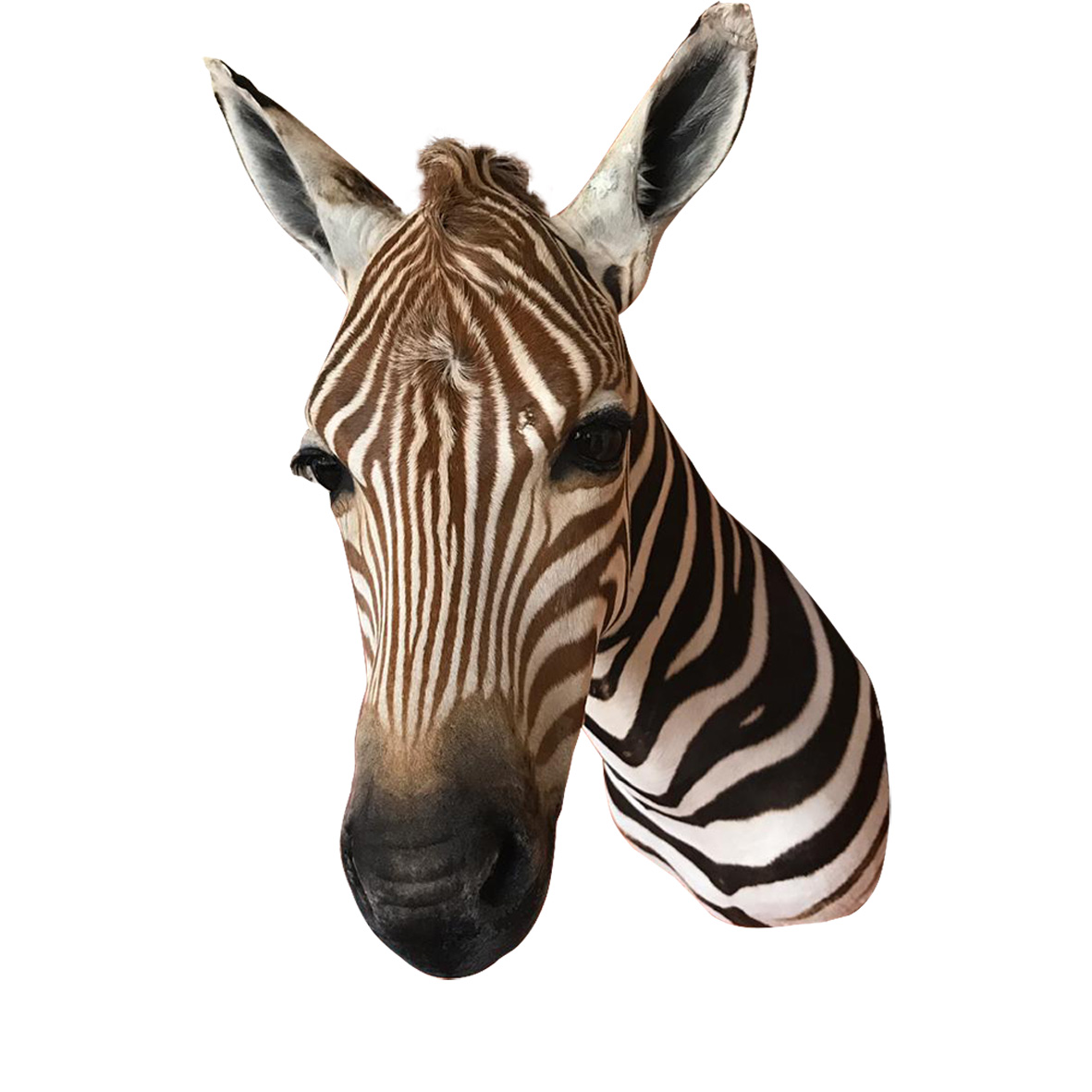 Baby Zebra Shoulder Mount BZSM3 - Image 3
