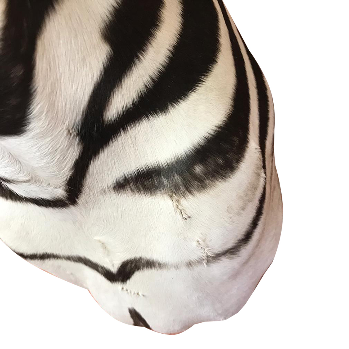Baby Zebra Shoulder Mount BZSM4 - Image 2