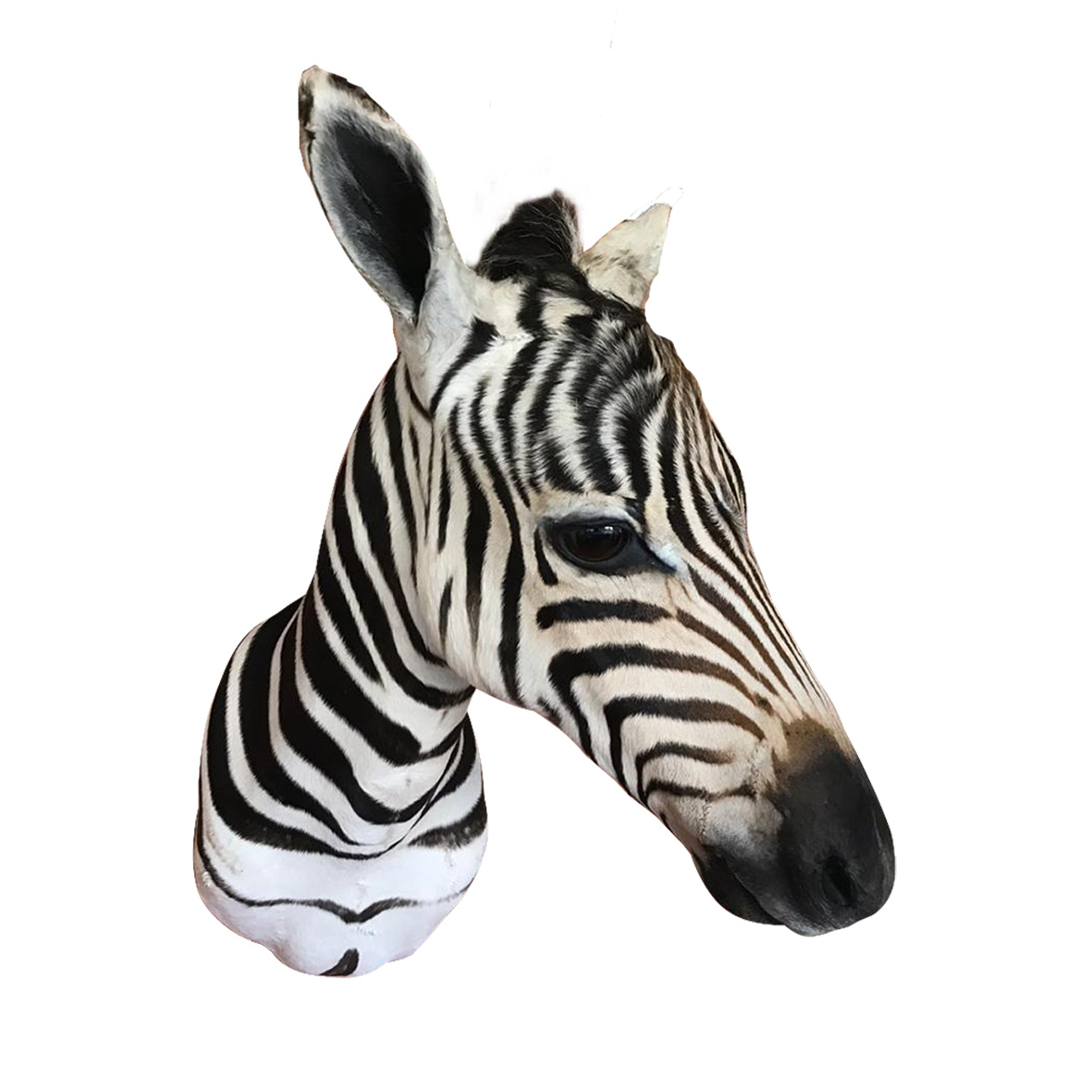 Baby Zebra Shoulder Mount BZSM4 - Image 3