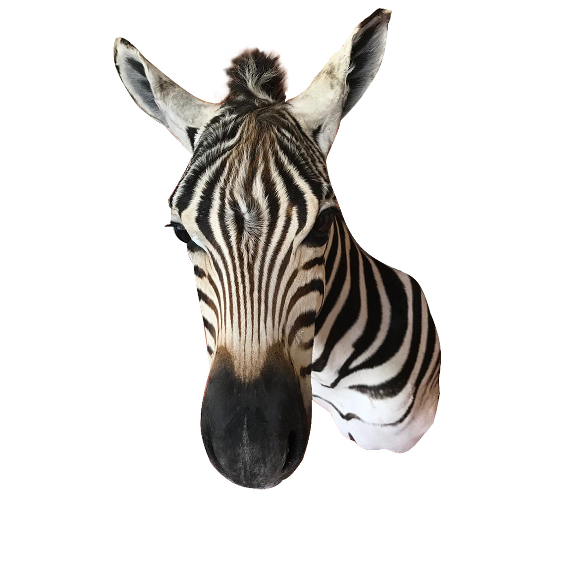 Baby Zebra Shoulder Mount BZSM4 - Image 4