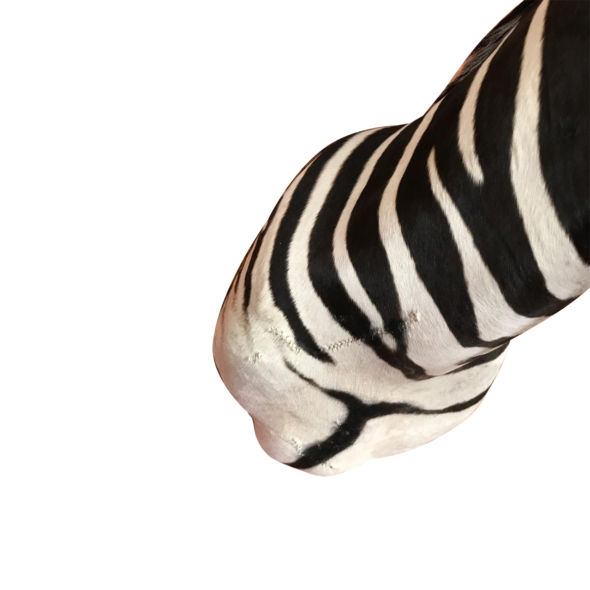 Baby Zebra Shoulder Mount BZSM5 - Image 2