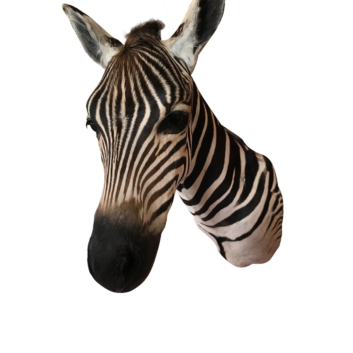Baby Zebra Shoulder Mount BZSM5 - Image 3