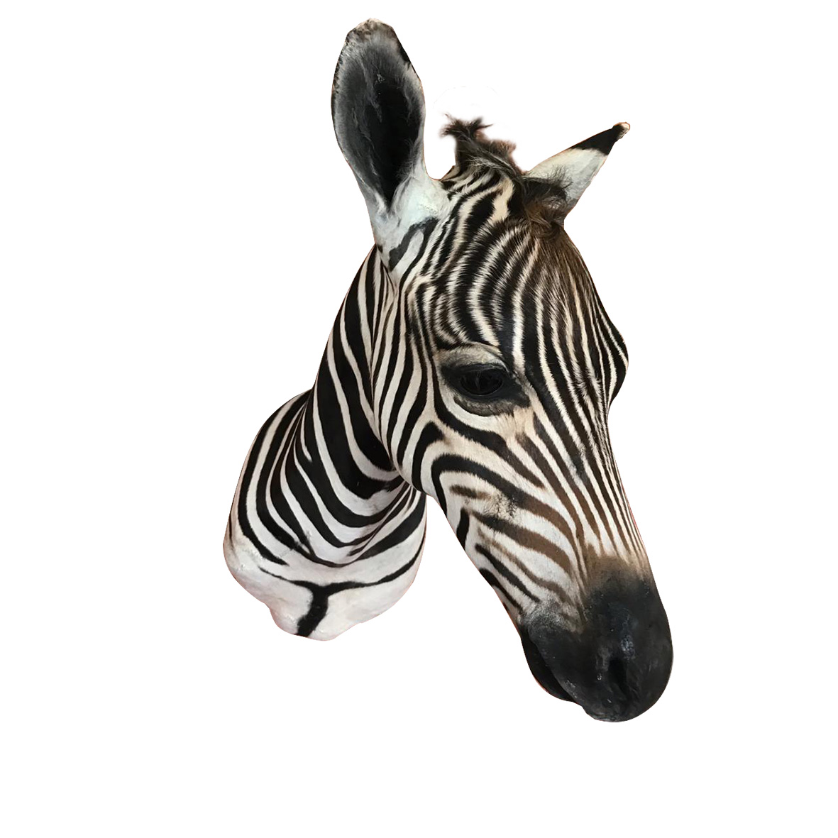 Baby Zebra Shoulder Mount BZSM5