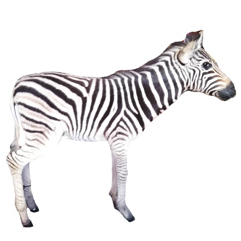 Baby Zebra Full Mount - BZFM110