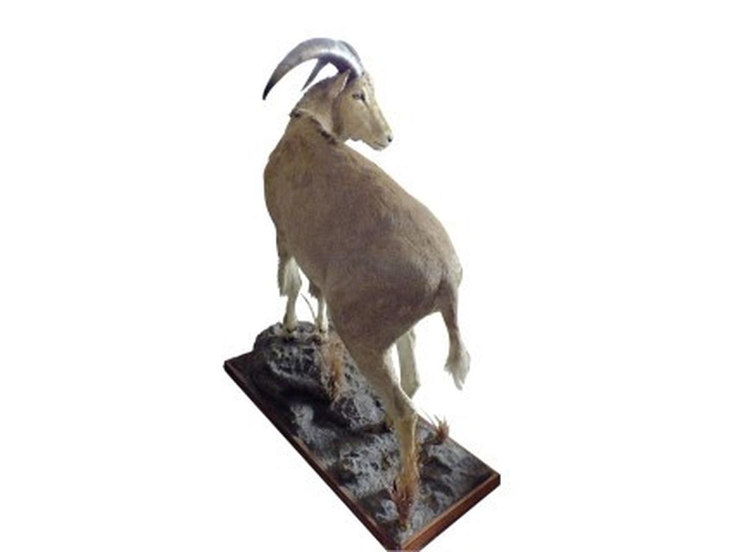 Barbary Sheep Full Mount BSF1 - Image 2