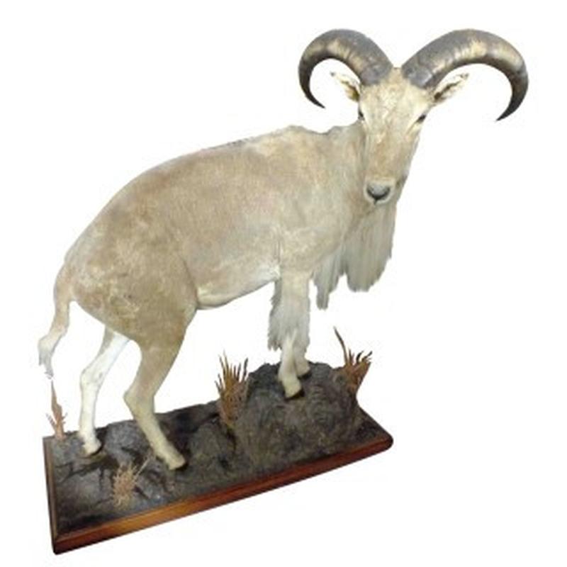 Barbary Sheep Full Mount BSF1 - Image 3