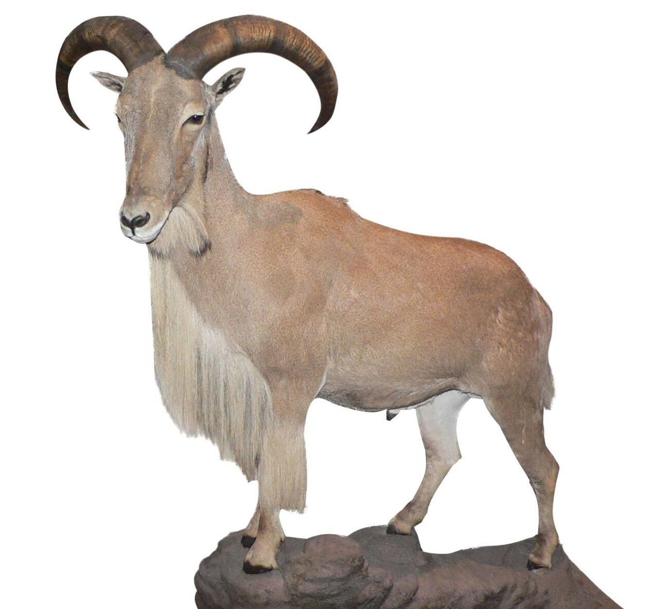 Barbary Sheep Full Mount BSF1 - Image 2