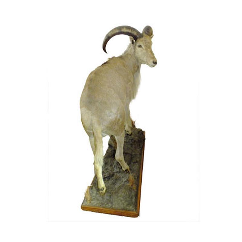Barbary Sheep Full Mount BSF1 - Image 5