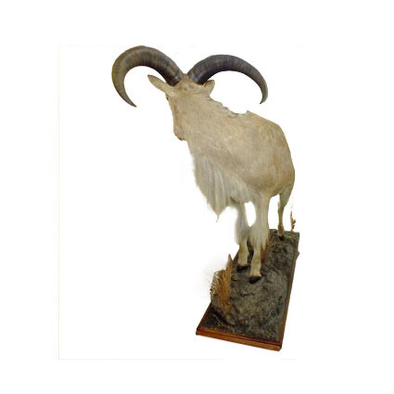 Barbary Sheep Full Mount BSF1 - Image 6