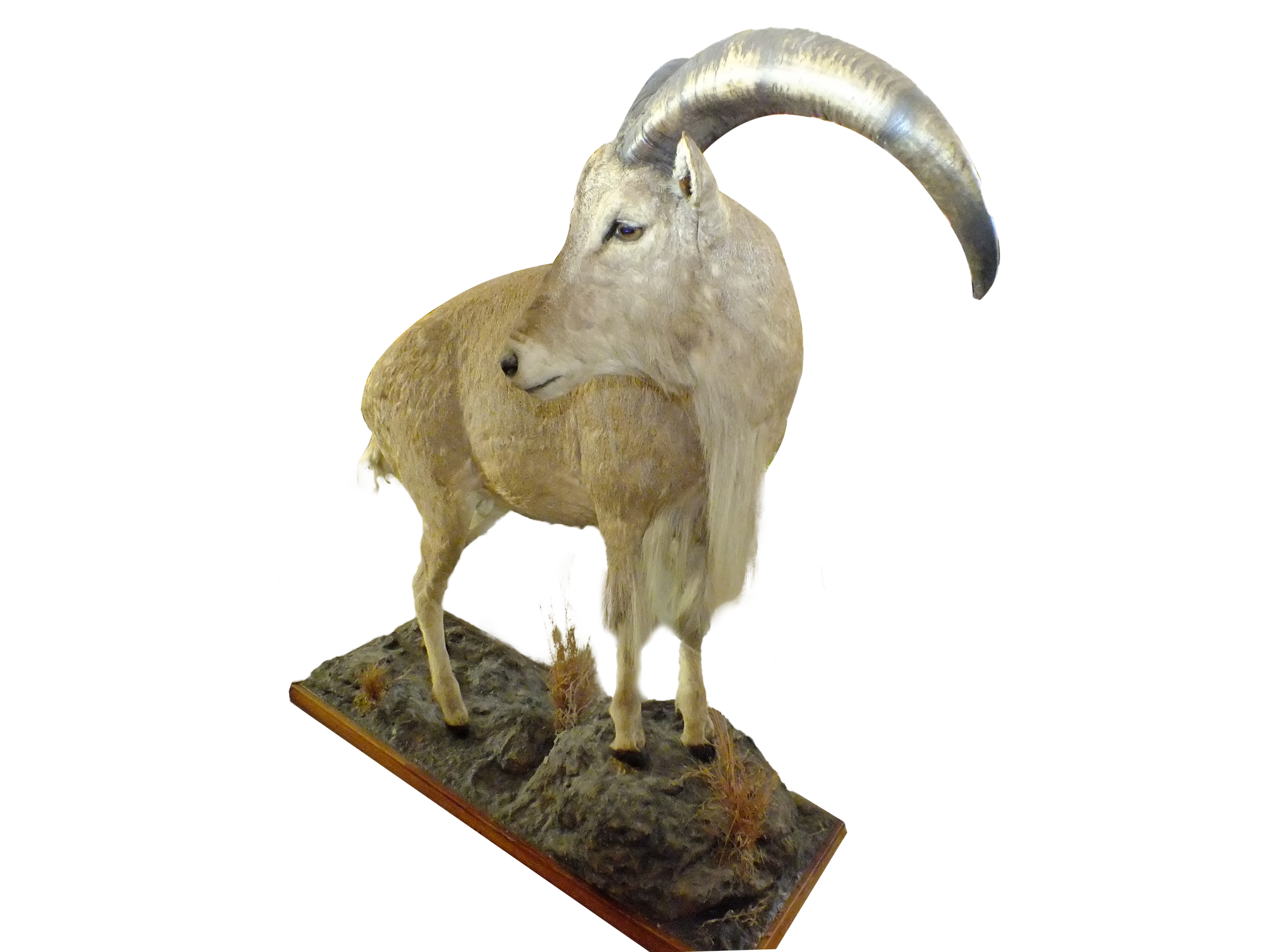 Barbary Sheep Full Mount BSF1 - Image 7