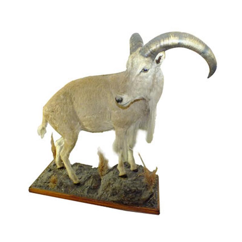 Barbary Sheep Full Mount BSF1