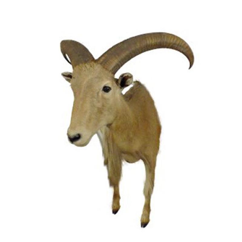 Barbary Sheep Half Mount BSHM1 - Image 3