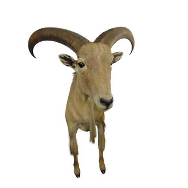 Barbary Sheep Half Mount BSHM1 - Image 4