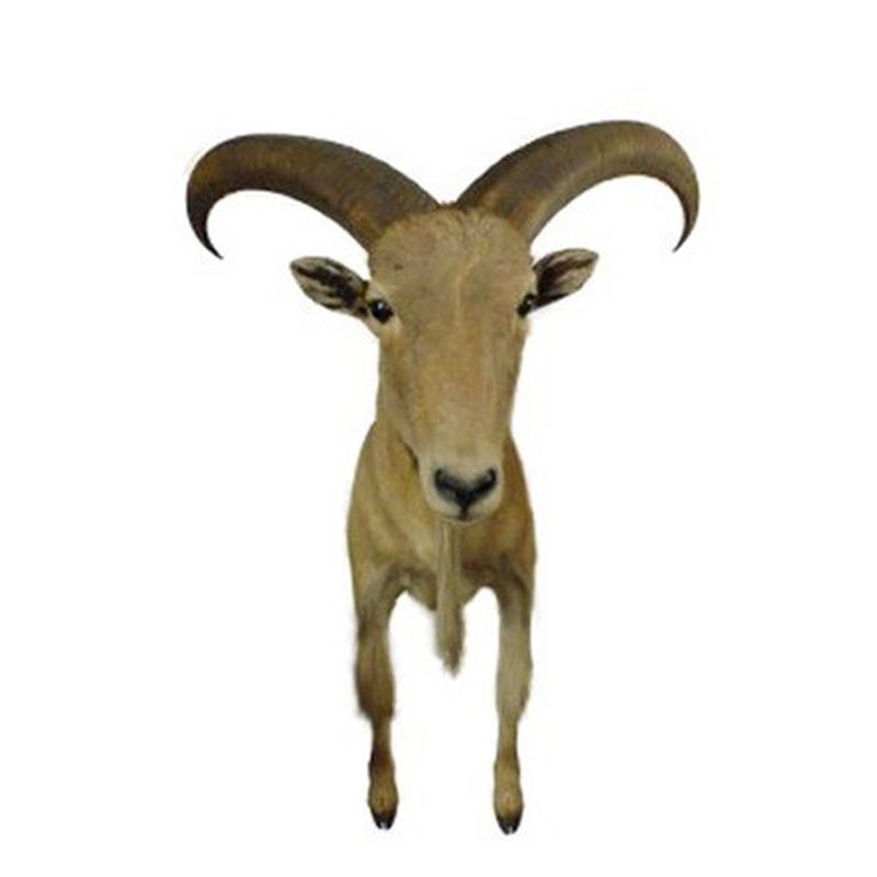 Barbary Sheep Half Mount BSHM1