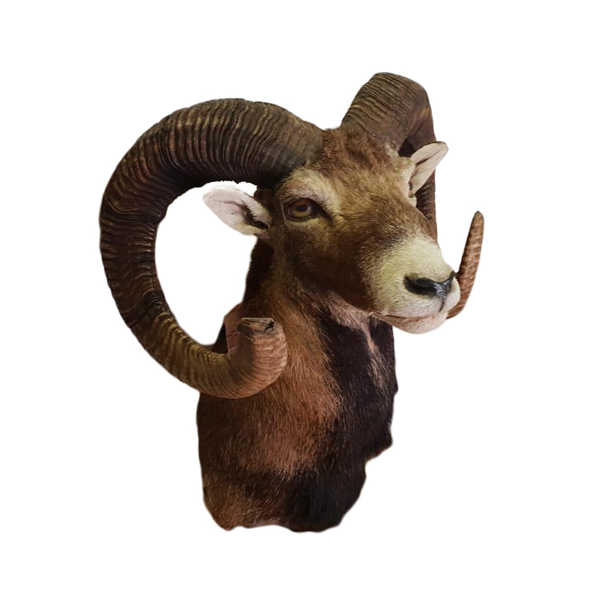 BARBARY SHEEP SHOULDER MOUNT BBSSM - Image 2