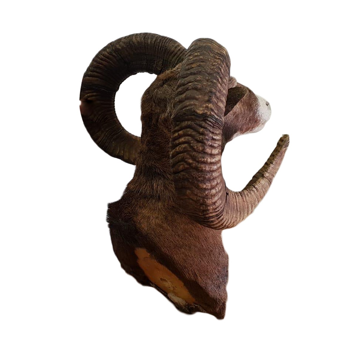 BARBARY SHEEP SHOULDER MOUNT BBSSM - Image 3
