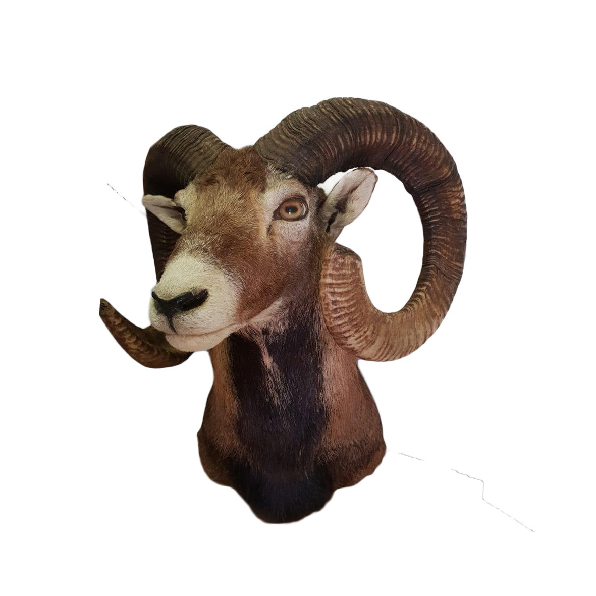 BARBARY SHEEP SHOULDER MOUNT BBSSM - Image 4