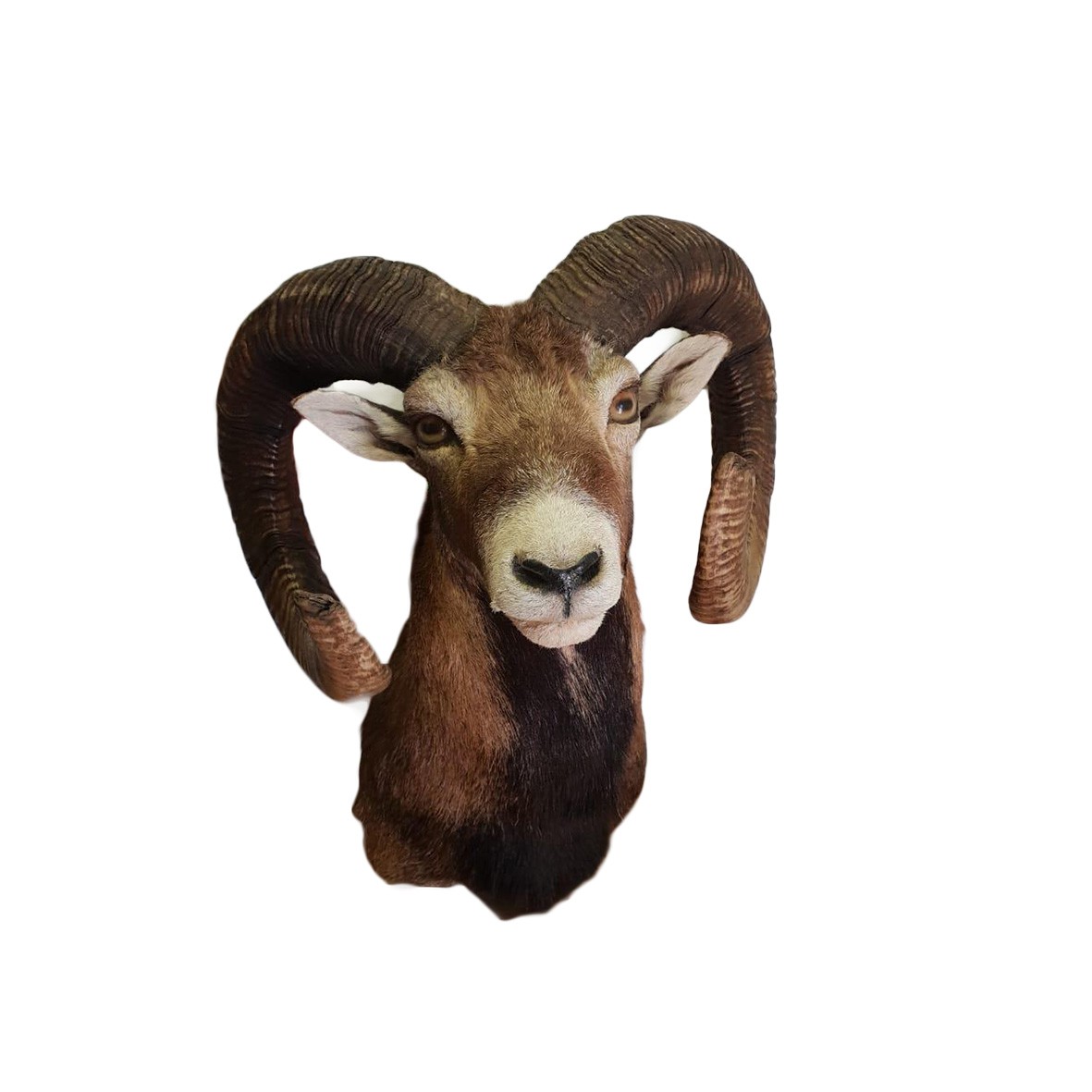 BARBARY SHEEP SHOULDER MOUNT BBSSM - Image 5