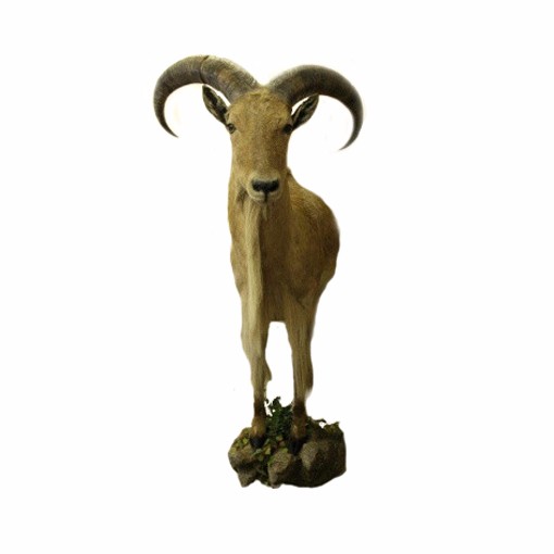 Barbary Sheep - Shoulder Mount - BSMS01