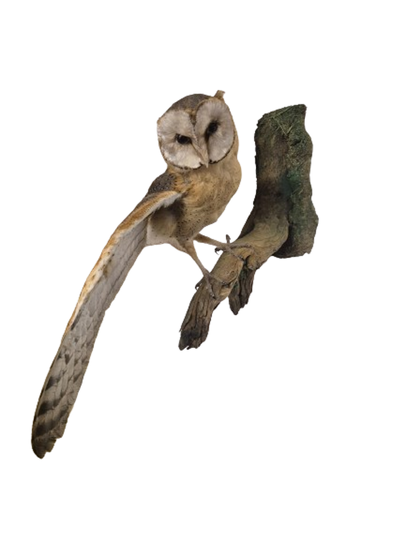 Barn Owl - Image 2