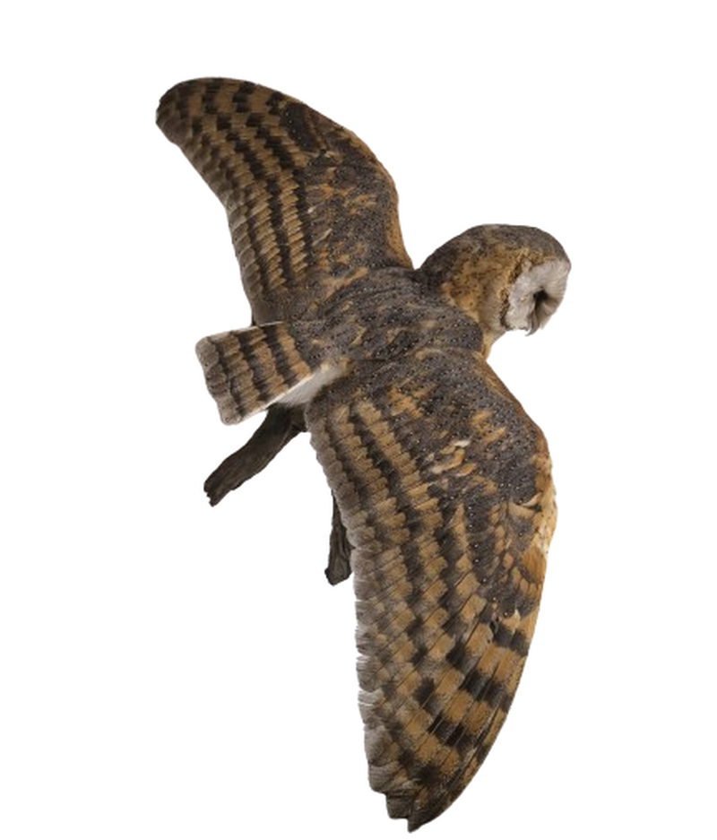 Barn Owl