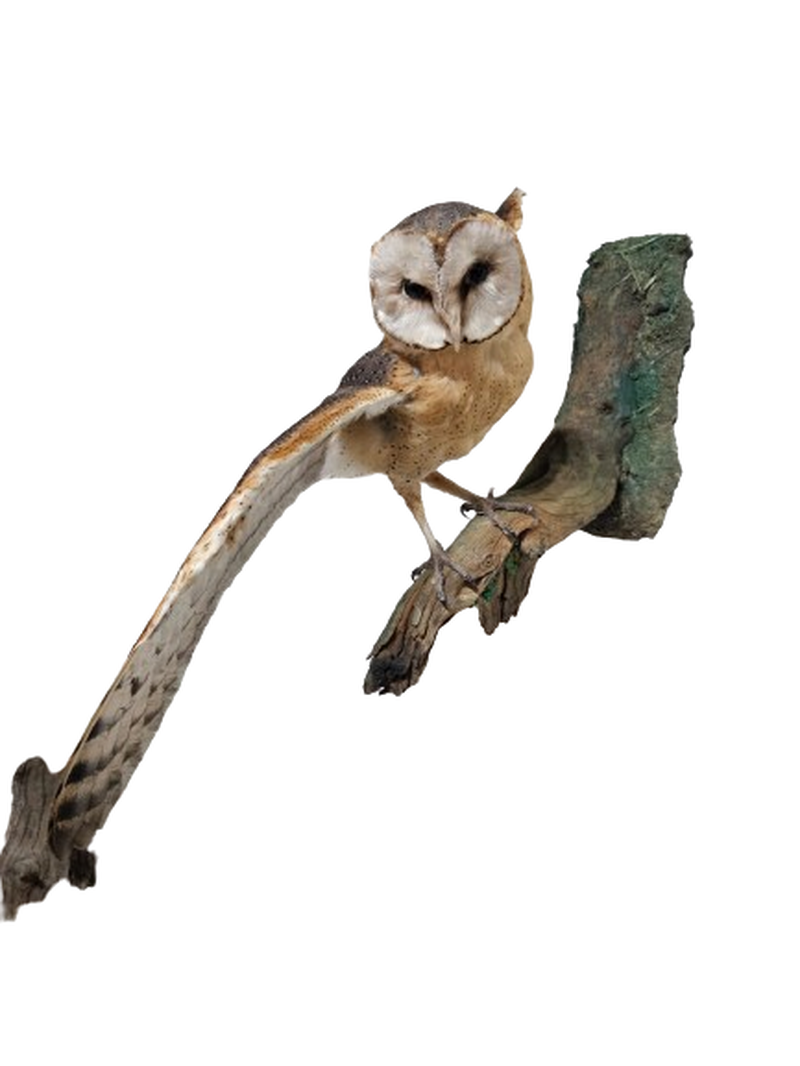 Barn Owl