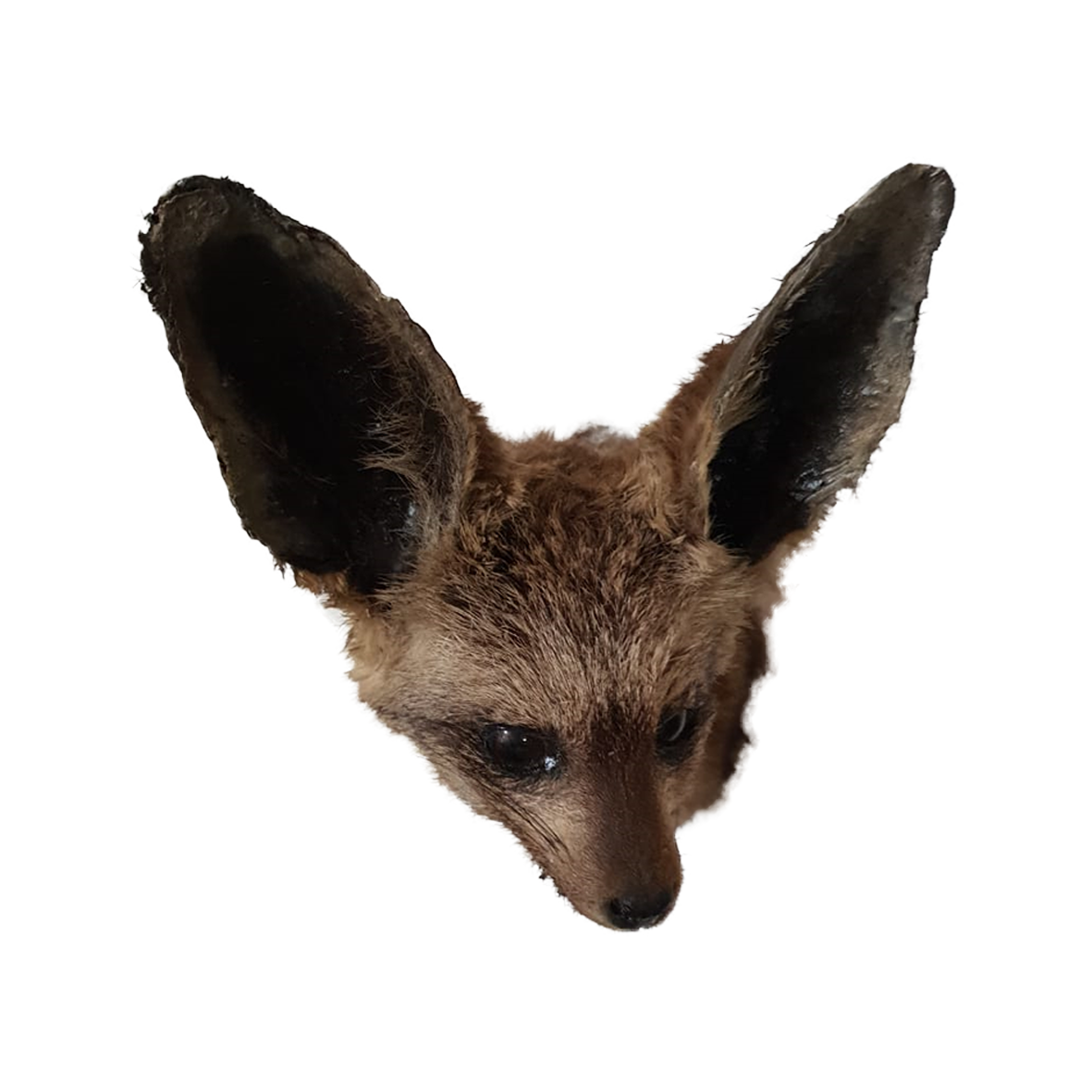 Bat Eared Fox Shoulder Mount - Image 2