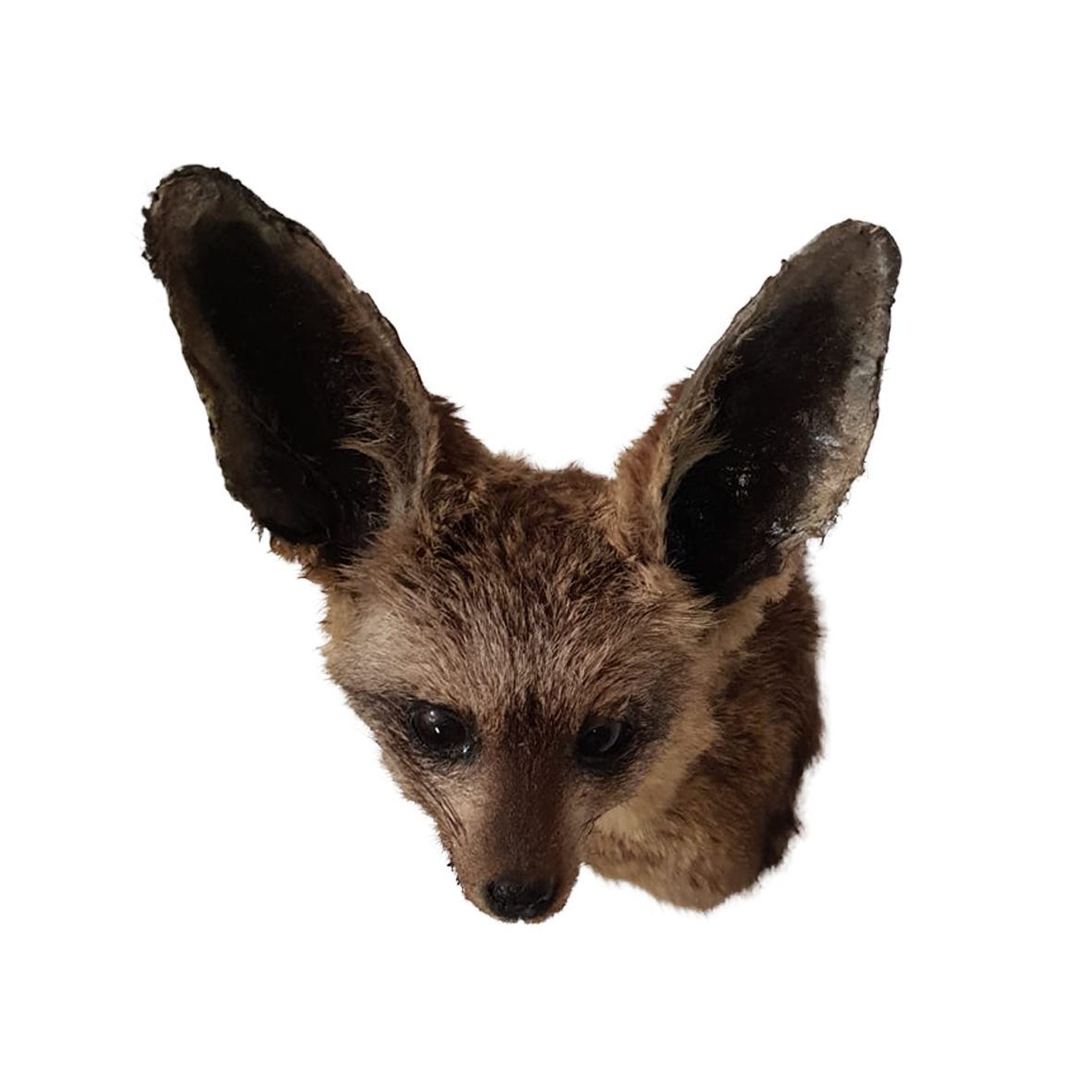Bat Eared Fox Shoulder Mount