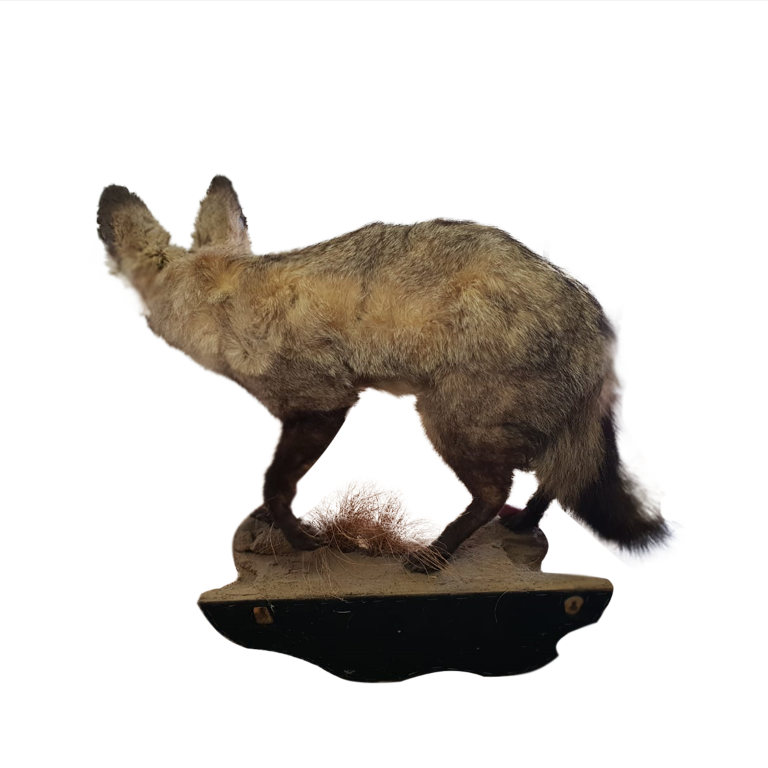 Bat Eared Full Mount - Image 2
