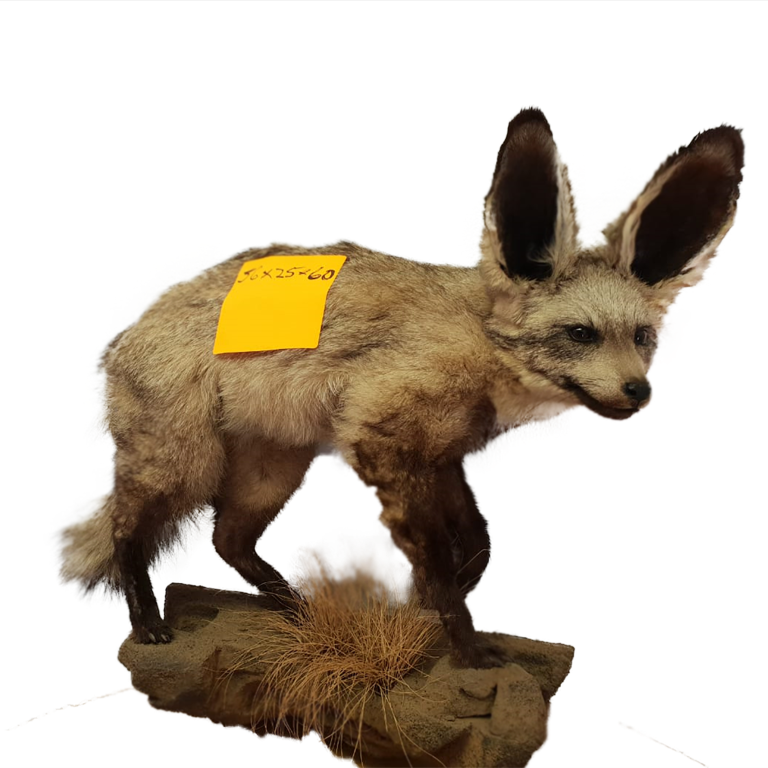 Bat Eared Full Mount - Image 3