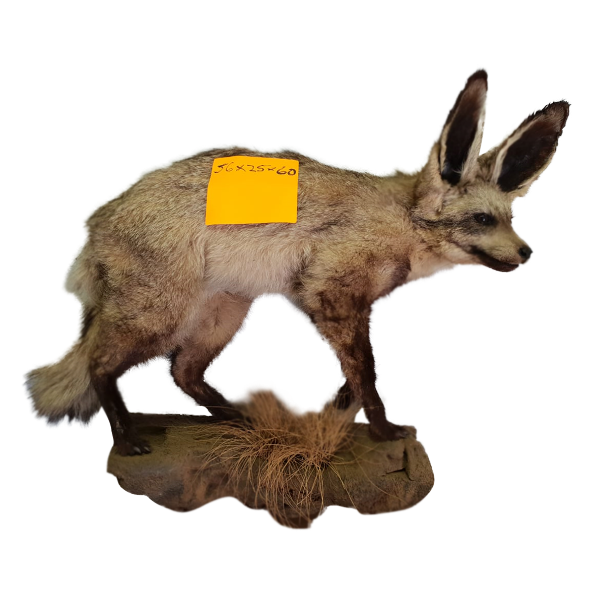 Bat Eared Full Mount - Image 4